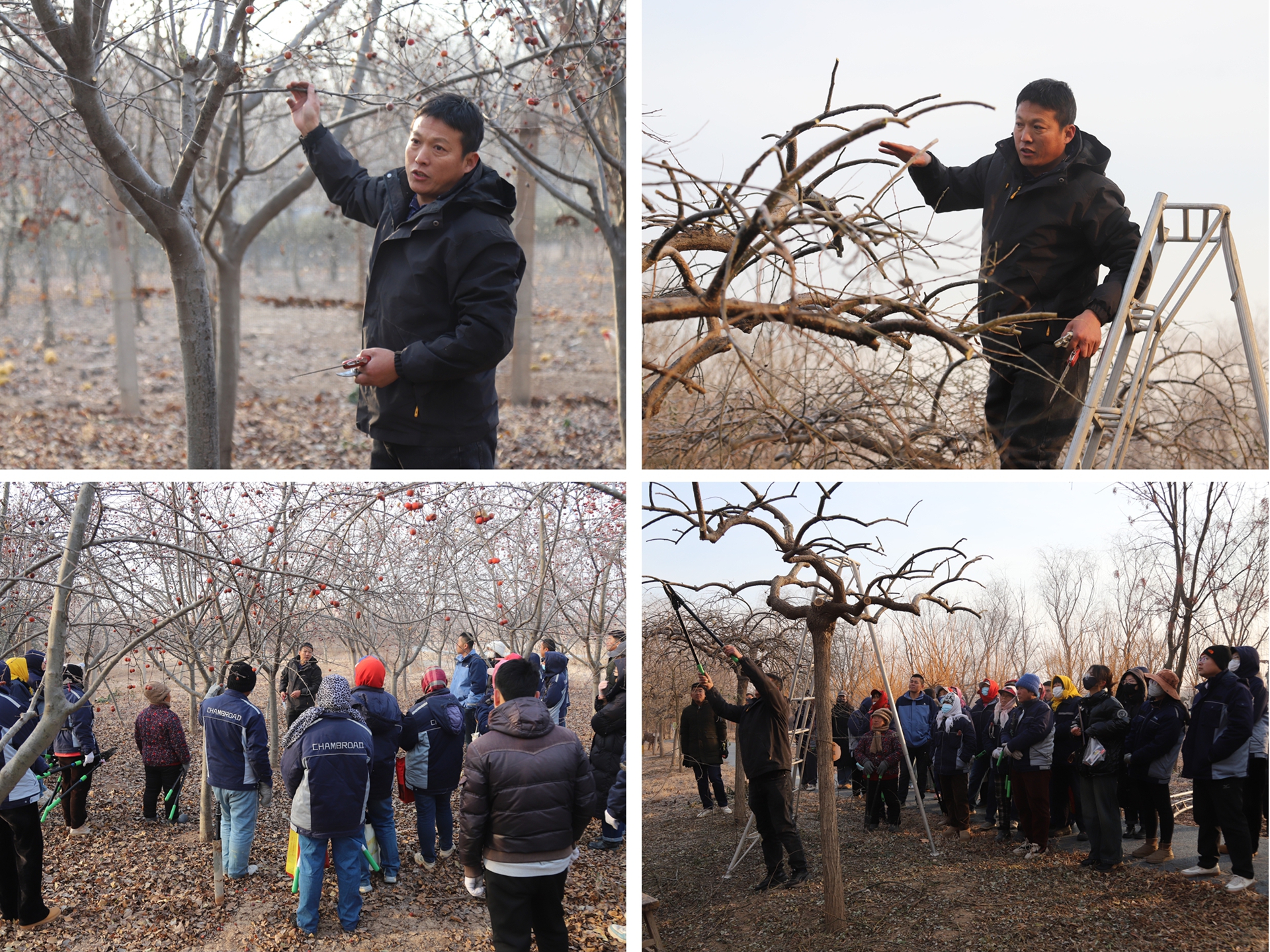 展工匠風(fēng)采 攀技術(shù)高峰&mdash;&mdash;博華生態(tài)農(nóng)業(yè)冬季苗木修剪技能比武以賽促學(xué)練匠心